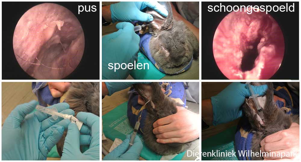 We spoelen het oor schoon en brengen daarna zalf diep in de gehoorgang van het konijn aan